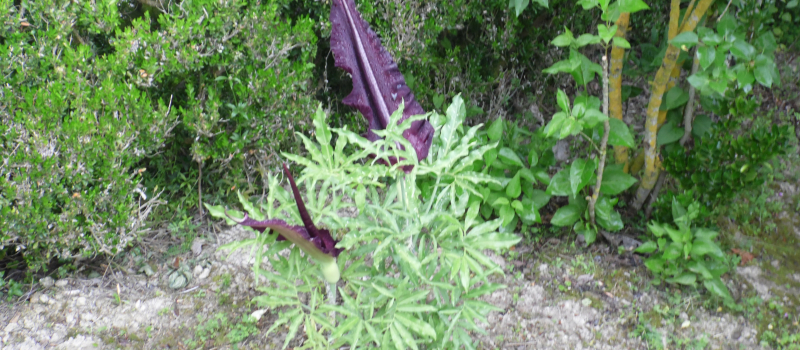 L'Amorphallus-Konjac est une plante Asiatique 