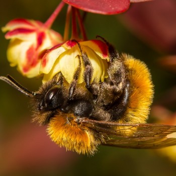 bumblebee-2321525_960_720.jpg