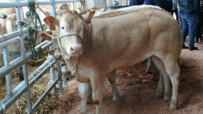 Ferme des 800 veaux : EELV 32 rejoint le collectif​ BienVivre Dans le Gers ​et la​ Confédération paysanne