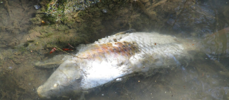 Mortalité de carpes dans des lacs gersois