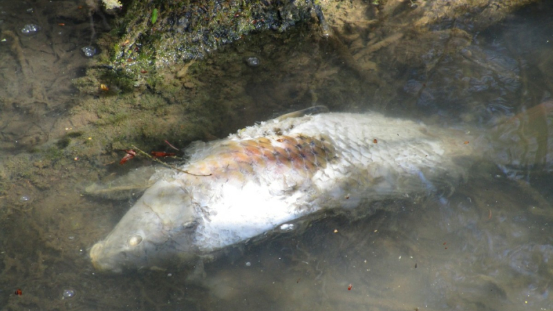 Mortalité de carpes dans des lacs gersois