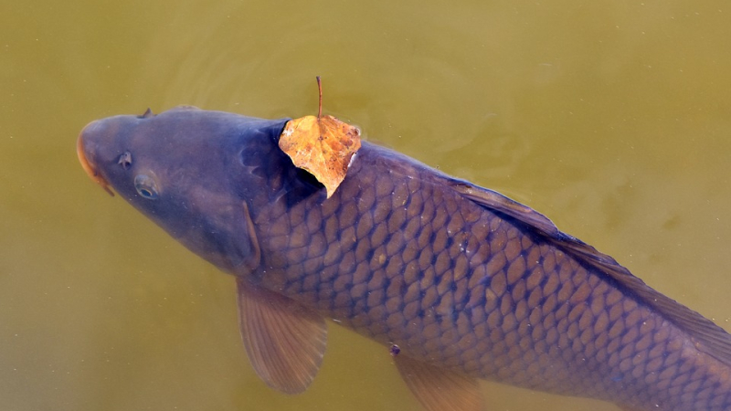 Appel aux pêcheurs de carpe