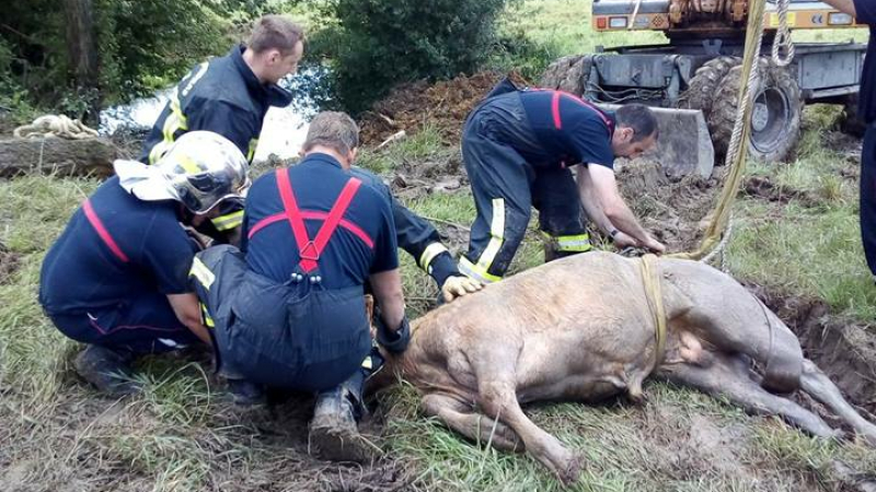 Les sapeurs pompiers sauvent un taurillon de la noyade