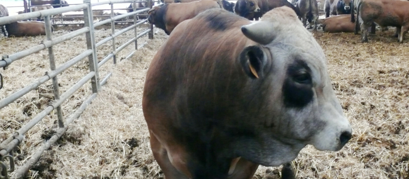 La ferme des 800 veaux ce n'est pas un site industriel