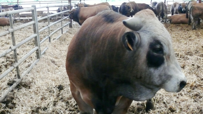La ferme des 800 veaux ce n'est pas un site industriel