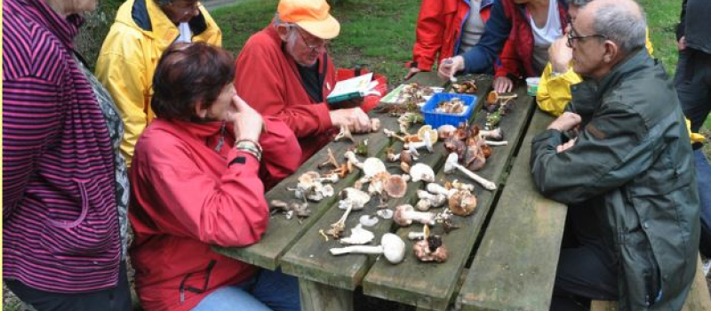 Les champignons sont là reconnaissez les !