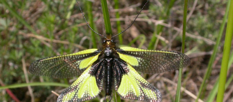 Insectes des coteaux secs