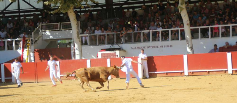 Concours de cocardes