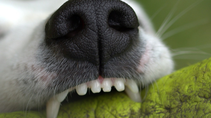 Sensibilisation des facteurs au comportement canin 