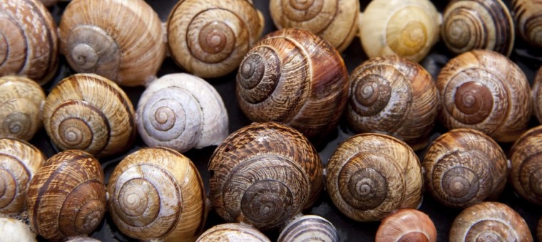 snail-shells-65358_960_720.jpg