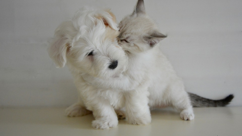 Deuil d'un animal : la perte du chien plus douloureuse que celle du chat