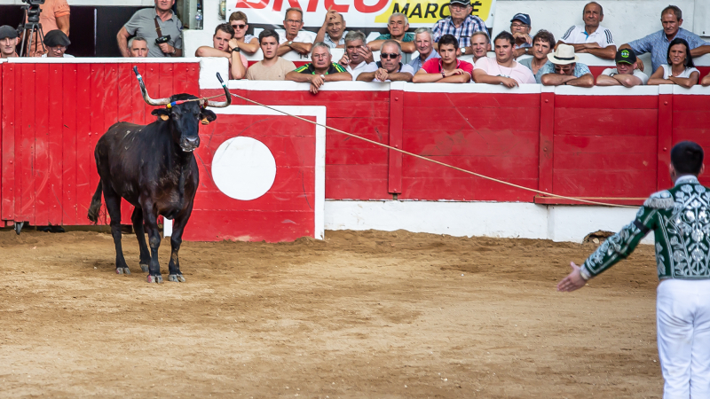 Festival de sauts et d’écarts pour la Corne d’Or de Nogaro  (2e partie)