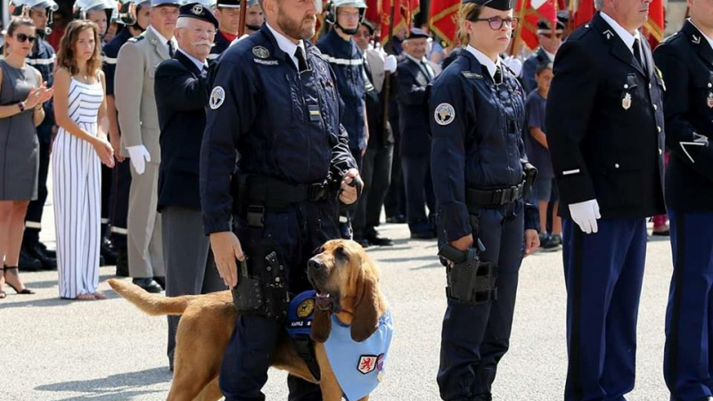 Happle, la chienne St Hubert du PSIG Sabre d'Auch à l'honneur