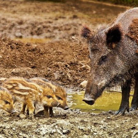 wild-boar-3481646__340.jpg