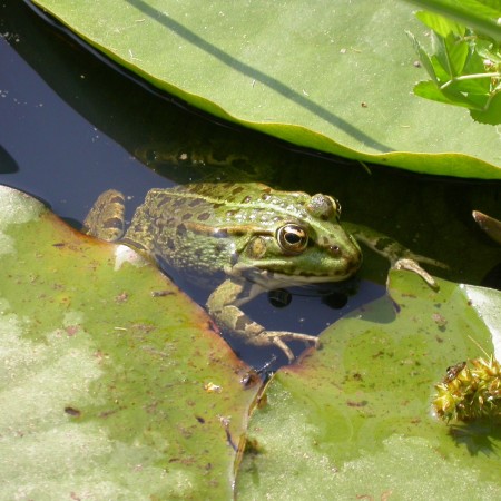 Grenouille verte (3).jpg