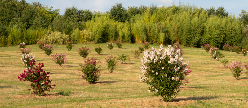 135 lagerstroemias en fleur à la Palmeraie de Bétous  