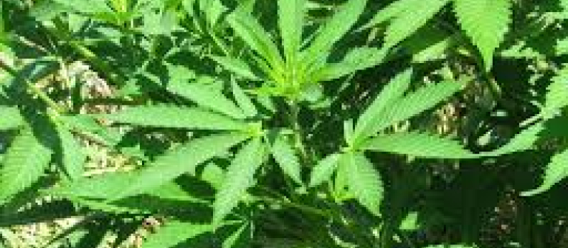 Le cannabis pousse bien dans le Gers mais ...