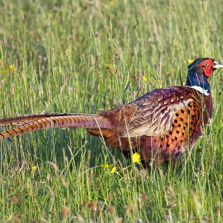 pheasant-2030937_960_720.jpg