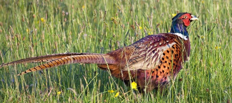 pheasant-2030937_960_720.jpg