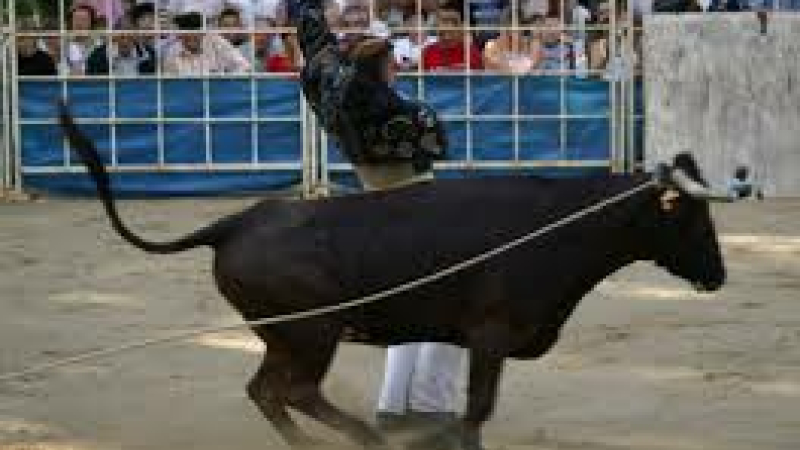 Course landaise formelle