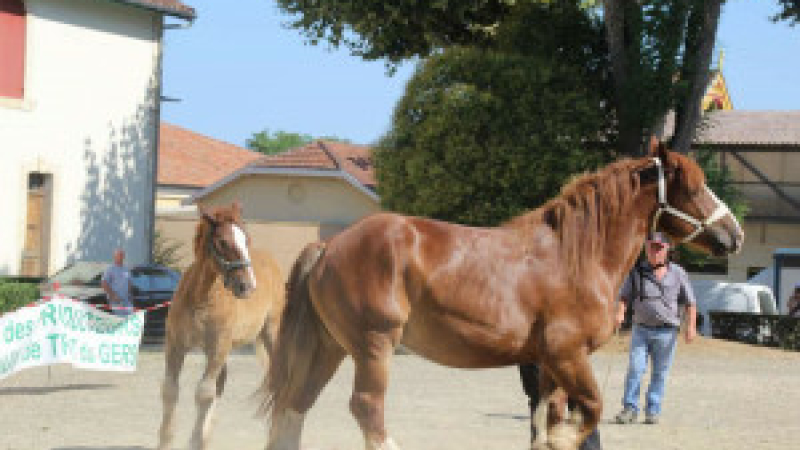 Concours de chevaux de trait 