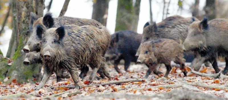 Municipalité et chasseurs de sangliers réunis dans un projet commun