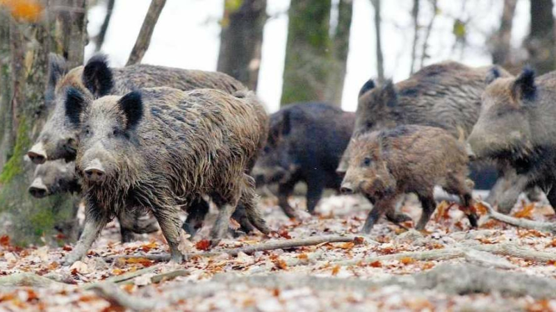 Municipalité et chasseurs de sangliers réunis dans un projet commun