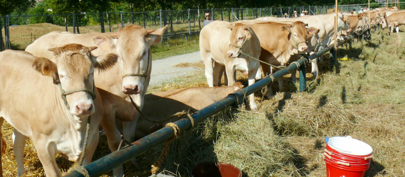 Gascogn'Agri : Le succès était au rendez-vous avec plus de 5 000 visiteurs