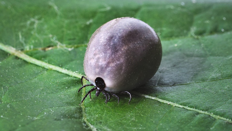Conférence sur la maladie de Lyme