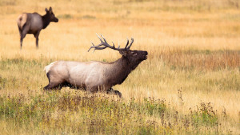 Fête de la chasse et de la nature