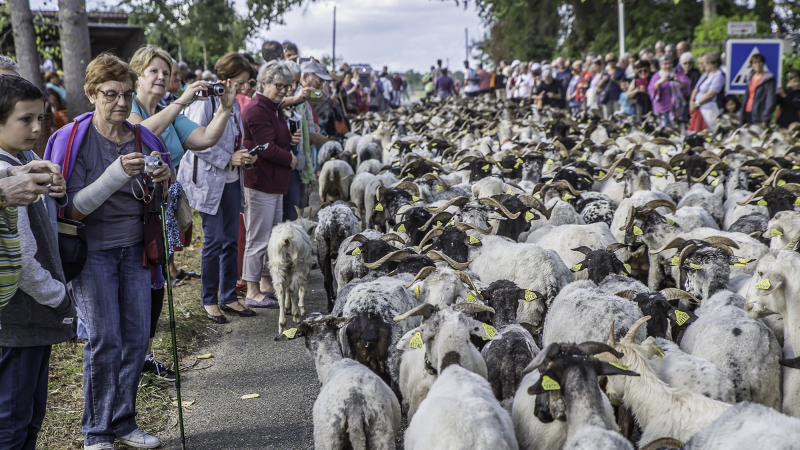 Programme de la Journée de la transhumance à Toujouse  