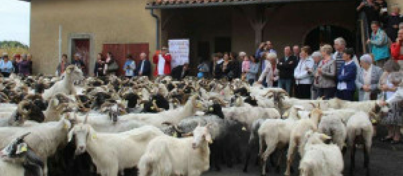 La route de la Transhumance à Castex