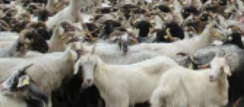 La route de la Transhumance à Lannemaignan