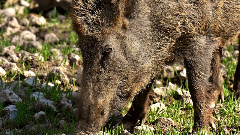 Peste porcine africaine : l'inquiétude des professionnels et des chasseurs