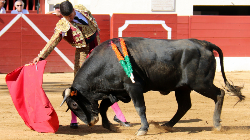 Toros y Vinos la novillada