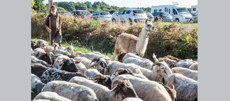 Arrivée du troupeau en transhumance à Toujouse  