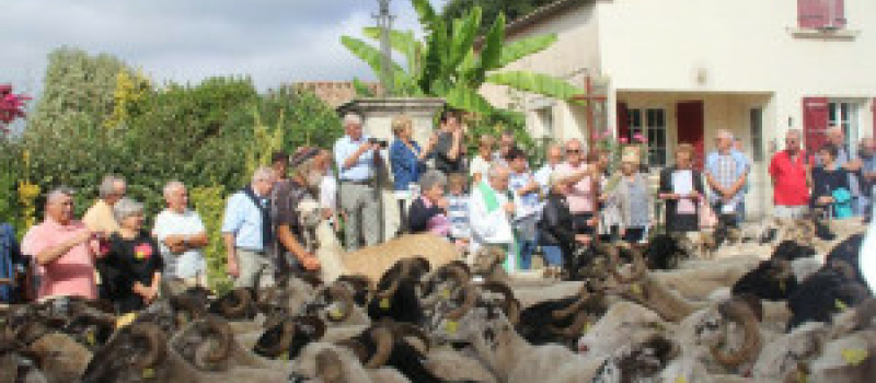 Une halte sur la route de la transhumance