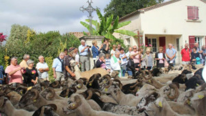 Une halte sur la route de la transhumance