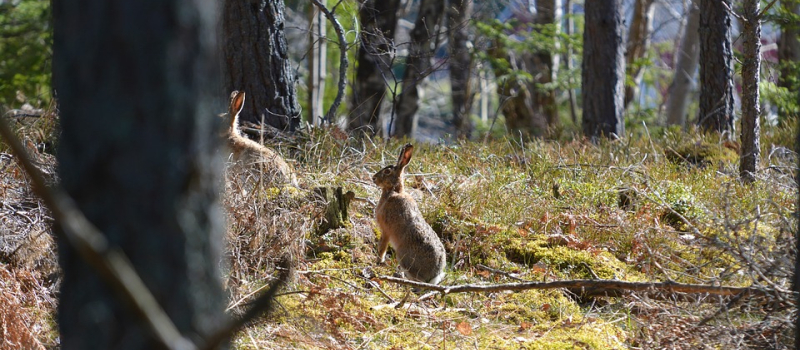 Un fameux chasseur