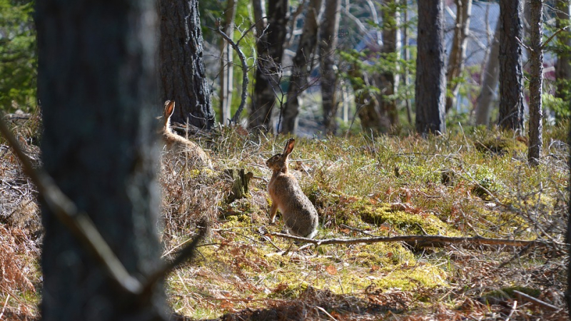 Un fameux chasseur