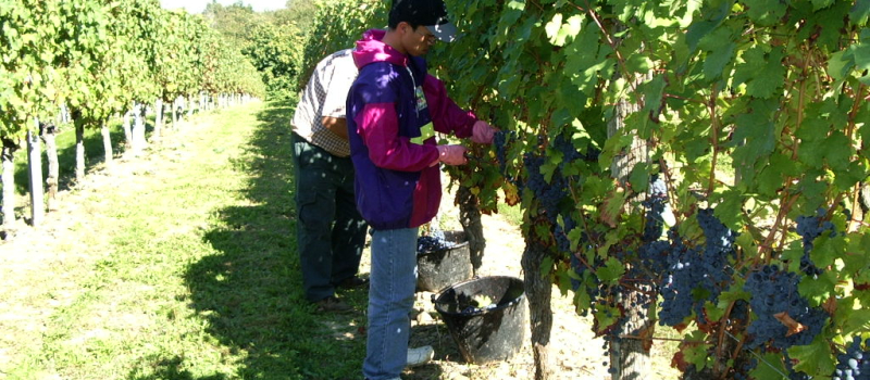 Entre Jazz et vins