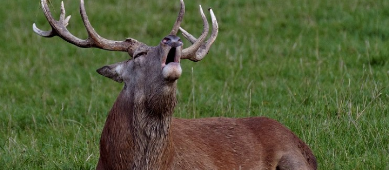 Le brame du cerf à découvrir avec le CPIE Pays Gersois