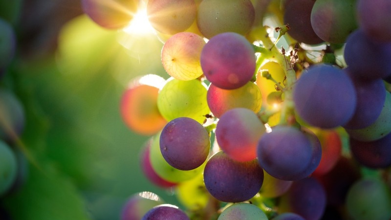 Fête des vendanges