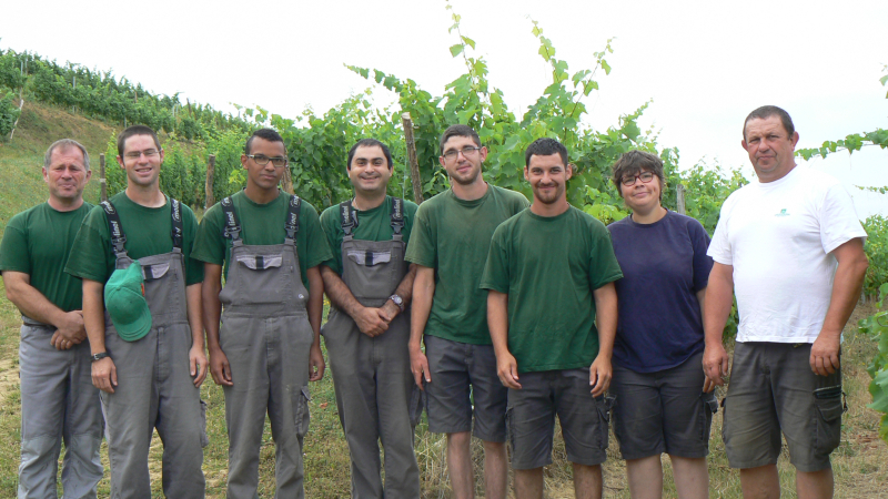 Vendanges sur la colline de "Rive Haute" 