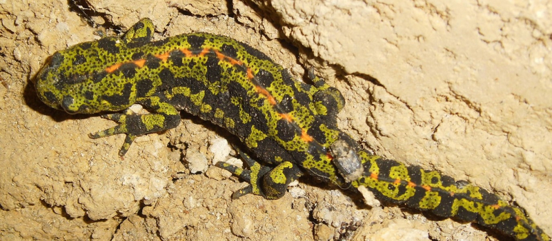 Un Atlas de la Biodiversité au service du territoire de l’Astarac Arros en Gascogne