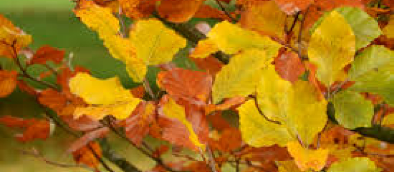 Tournez la page "été"