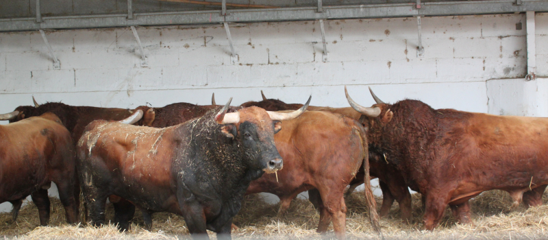 Le club taurin en quête de toros