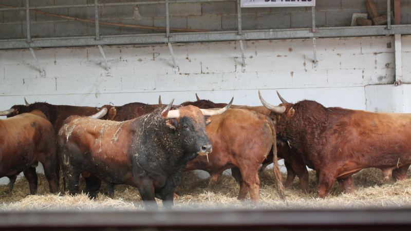 Le club taurin en quête de toros