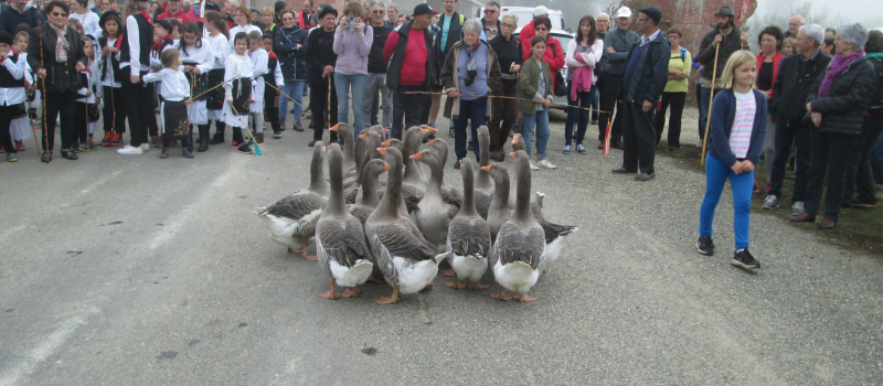 Une tradition à Riguepeu  : la foire aux oies