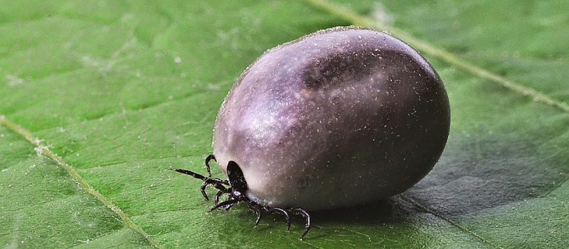 Maladie de Lyme